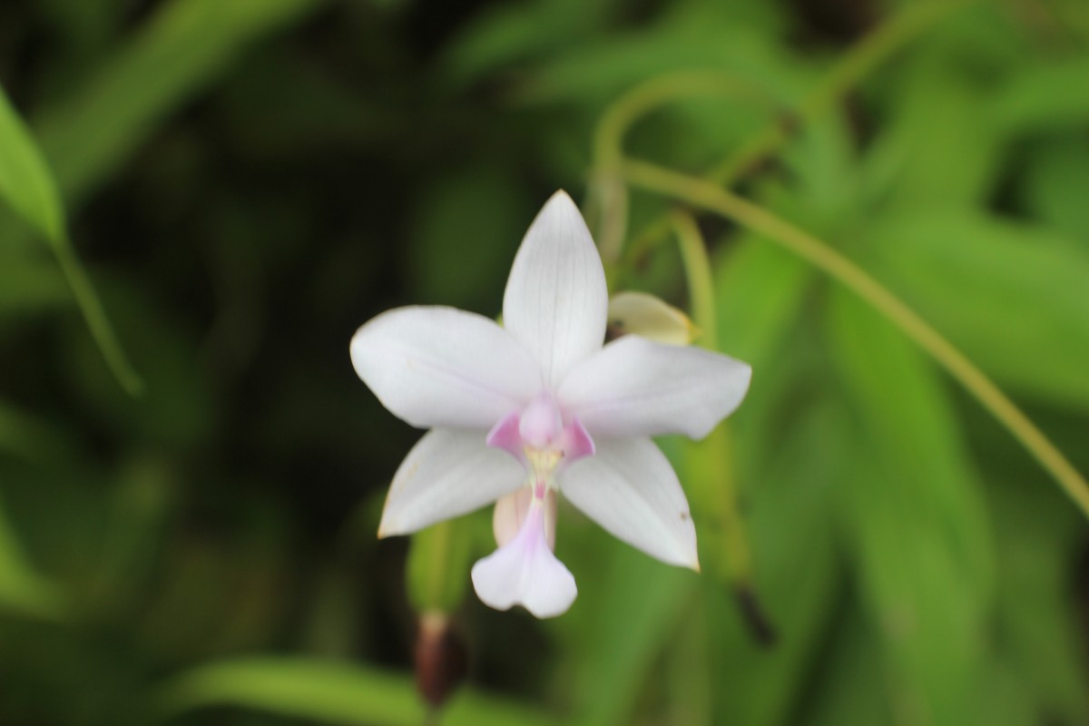 Spathoglottis